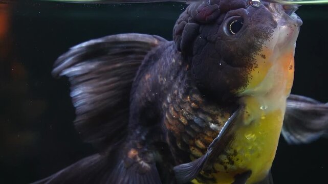 Black oranda goldfish breathing water surface. Gill movement visible with detailed wen texture and smooth fin motion