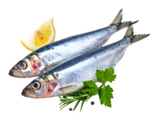 European anchovy fish isolated on transparent png