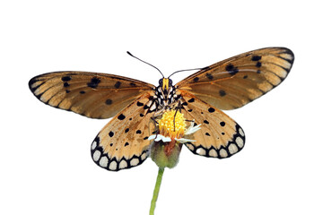 Monarch butterfly landing on flower, Butterffly on flower with isolated background