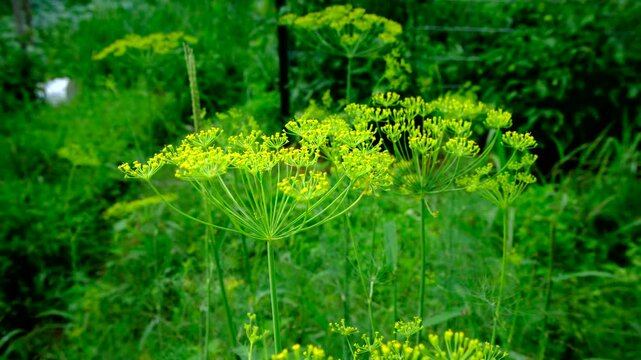 Close up of adult mammoth dill and its crown full of seeds while growing herb in organic garden