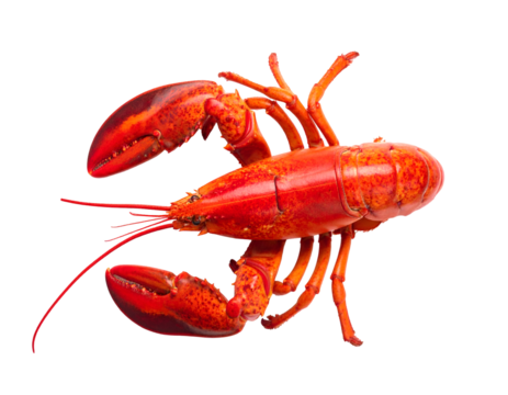 red lobster isolated on transparent png