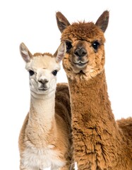 Two Alpacas Close  