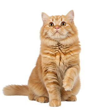 Adorable fluffy ginger cat looking up with a raised paw isolated on transparent cutout background, cut out, png