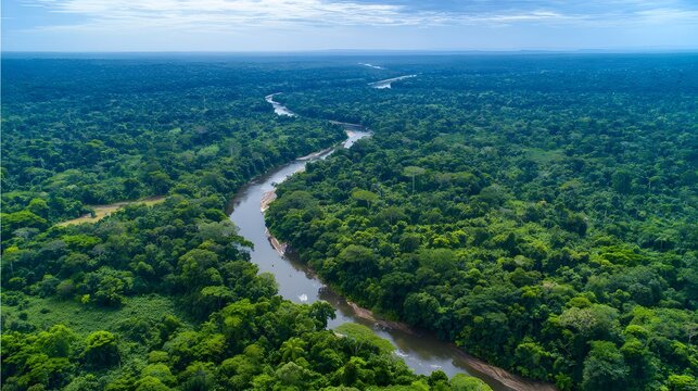 Aerial view of a lush green rainforest with a winding river, under a blue sky with scattered clouds