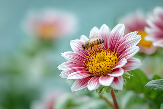 .Bees on a Pink Flower