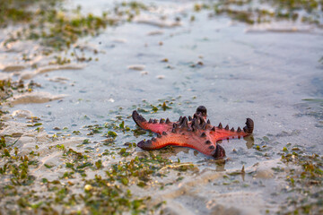 Red starfish feeds on sea grass. bright orange starfish Move slowly on the sand.
Starfish live along the sea grass. When the tide is low, the starfish will be stuck on the seashore.