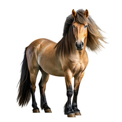 Obraz premium Majestic Brown Horse with Flowing Mane on Transparent Background Full Body View