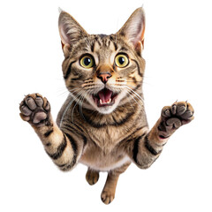 Obraz premium Surprised Tabby Cat Reaching Out on Transparent Background with Wide Eyes and Open Mouth