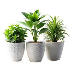 Fototapeta premium Three Potted Green Plants in White Textured Pots on Transparent Background