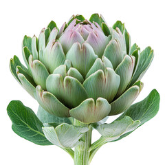 Fototapeta premium A single fresh green artichoke with delicate purple petals at its center isolated on transparent background