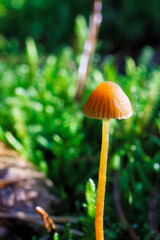 Fototapeta premium pilz