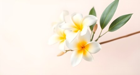Naklejka premium aesthetic white frangipani flower, minimal background, pastel tones, elegant composition, soft lighting