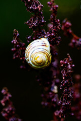 schnecke