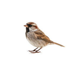 sparrow png, small sparrow png, brown sparrow png, flying sparrow png, cute sparrow png, realistic sparrow png, cartoon sparrow png, sparrow illustration png, sparrow drawing png, sparrow clipart png