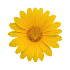 Fototapeta premium yellow flower png, bright yellow flower png, sunflower png, daisy yellow png, marigold flower png, yellow blossom png, tropical yellow flower png, small yellow flower png, big yellow flower png