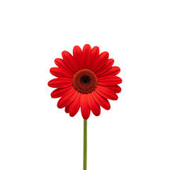 red flower png, bright red flower png, rose red flower png, tulip red flower png, red blossom png, tropical red flower png, small red flower png, big red flower png, cartoon red flower png, realistic