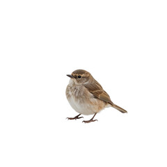 Obraz premium sparrow png, small sparrow png, brown sparrow png, flying sparrow png, cute sparrow png, realistic sparrow png, cartoon sparrow png, sparrow illustration png, sparrow drawing png, sparrow clipart png