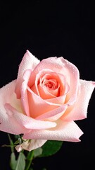 Pink Rose with Water Droplets on Black Background