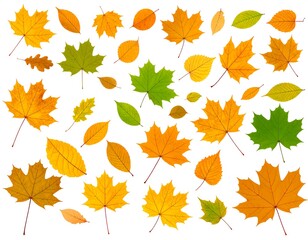 Colorful assortment of autumn leaves against a white background, showcasing a variety of shapes and hues.