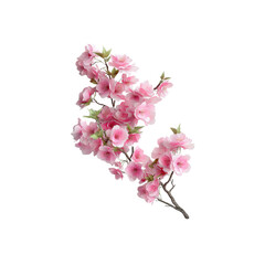 Delicate Pink Cherry Blossom Branch Isolated on Black