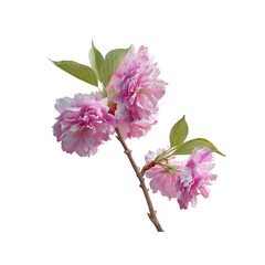 Delicate Pink Double Cherry Blossoms on Branch