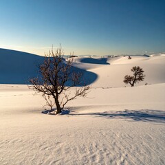 Snowy expanse, two bare trees, soft sunlight. 