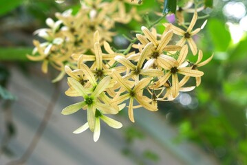 Star-shaped yellow flowers hanging from a plant branch in natural daylight