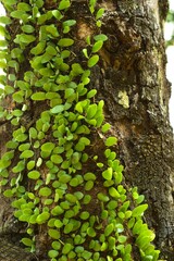 Green creeping fig plant climbing on tree bark