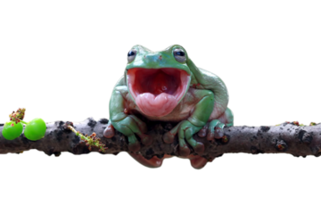 Dumpy frog "litoria caerulea"  shadding on branch, Dumpy frog "litoria caerulea" look like laughing on branch