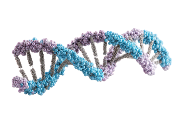 Detailed 3d Model Of Dna Double Helix