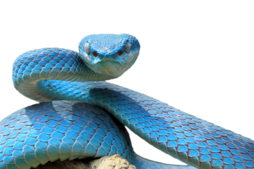 a Blue viper snake attacking position on branch, Viper blue insularis staying on the branch waiting for the prey, Trimeresurus insularis Indonesia's pit vipers closeup on branch