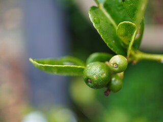 Vibrant green lime fruits cluster on branch with water droplets, fresh growth detail
