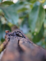 Close-up of weathered wood texture with soft green foliage blurred background