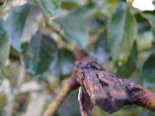 Closeup of textured tree branch with green leaves, natural detail, organic texture, botanical beauty