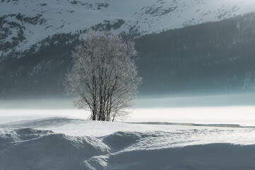 A lot of snow around a plant
