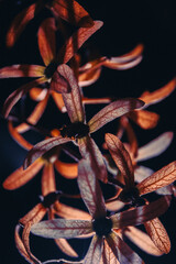 Close up of fresh green foliage background