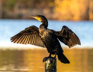 A majestic cormorant perched on a weathered post, wings outstretched, bathed in the golden light of dawn or dusk.