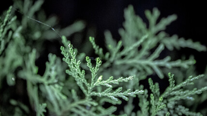 Close up of fresh green foliage background