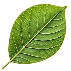 Obraz premium Largeleaf Crape Myrtle Leaf Broad Ornamental Foliage with Smooth Glossy Texture and Botanical Elegance on Pure White Background Minimal Decorative Garden Plant Still Life
