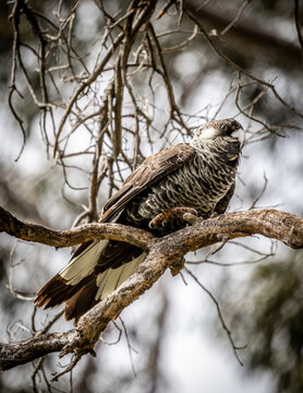 A female Baudin's Black cockatoo (Zanda baudinii).