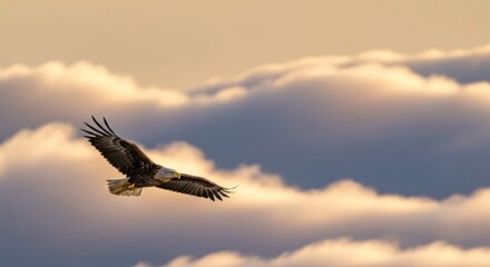 Obraz premium Bald eagle soaring through a soft, golden sunset sky filled with fluffy clouds