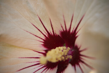Hibiskus, ketmia, syryjska, róża chińska, Hibiscus L., kwiat © Marcin Łazarczyk