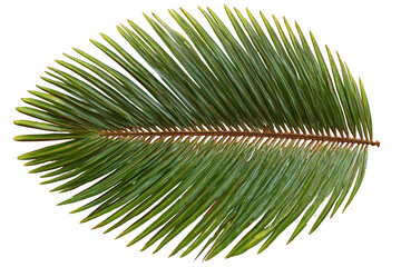 Obraz premium Lush green palm leaf against a bright background.