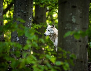 White wolf in a lush forest (1)