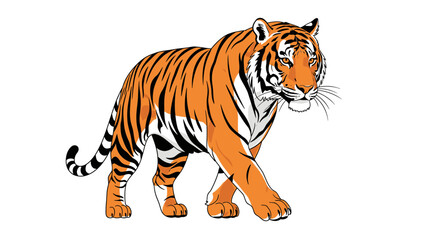 Obraz premium Powerful Orange and Black Striped Tiger Walking on White Background