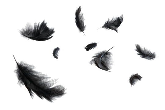 Black feathers floating gracefully on a white background.