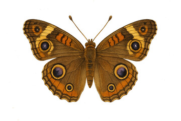 Vintage Butterfly Junk Journal Clipart - Scrapbook Ephemera, Collage Decor