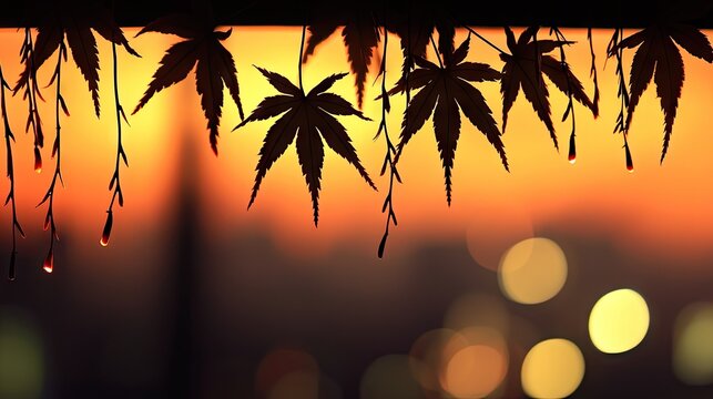 Silhouetted japanese maple leaves at sunset with dew drops.