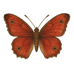 Vintage Butterfly Junk Journal Clipart - Scrapbook Ephemera, Collage Decor