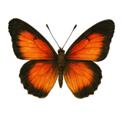 Vintage Butterfly Junk Journal Clipart - Scrapbook Ephemera, Collage Decor